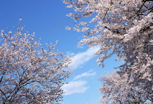 日本的樱花节在几月