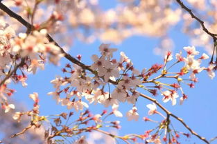 日本樱花节在哪个城