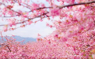 日本樱花节的历史来