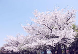 日本樱花的节日