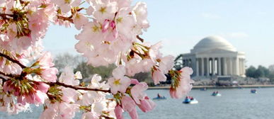 日本樱花节的历史意