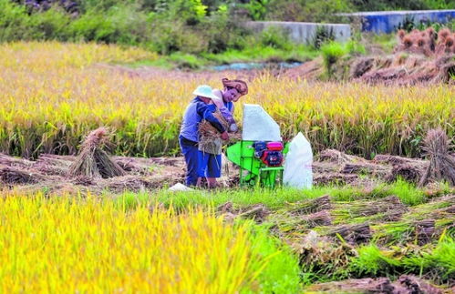 中国农民丰收节的意