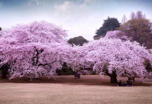 日本樱花节有什么特