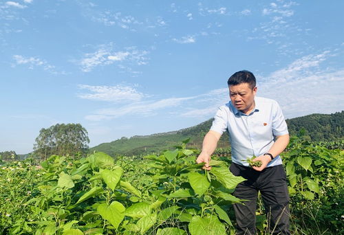 农业科技种植技术推