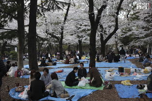 日本樱花节的历史由