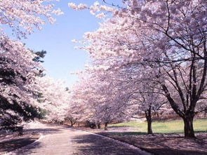 日本樱花节在哪个城