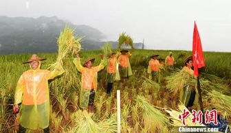 中国农民丰收节活动
