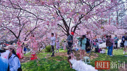 日本的樱花节介绍