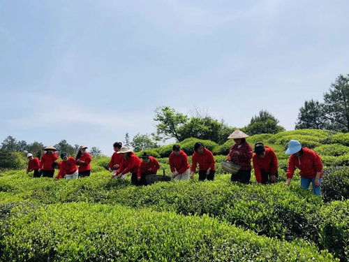 种植节活动主题名称